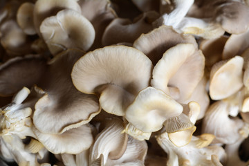 Oyster Mushroom