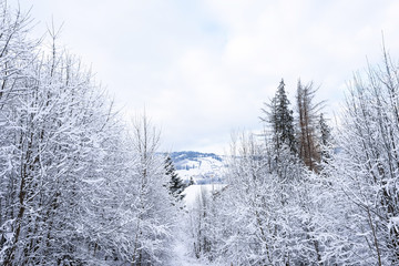 Beautiful forest and mountains view at Vatra Dornei, Romania