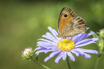 Papillon sur sa fleur 