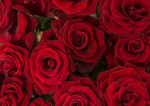 red beautiful roses