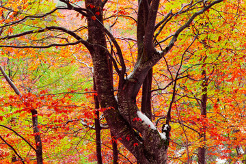 Autumn beech forest in the fog and the first snow