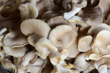 Oyster Mushroom