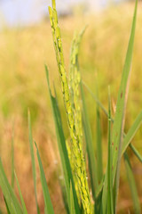 The rice fields in farmland 