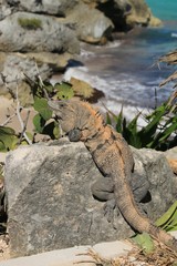 Mexican Iguana in Tulum