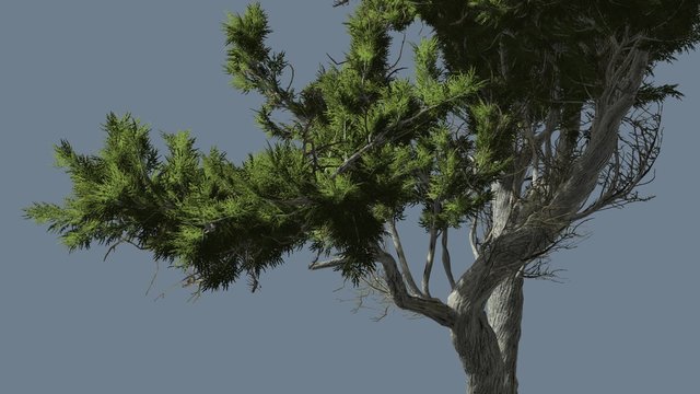 Monterey Cypress Curved Trunk And Branches Coniferous Evergreen Tree is Swaying at The Wind Green Scale-Like Leaves Hesperocyparis Macrocarpa Windy