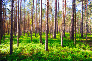 Obraz premium In pine forest with green bushes of blueberries .