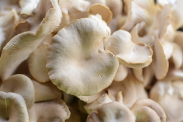 Oyster Mushroom