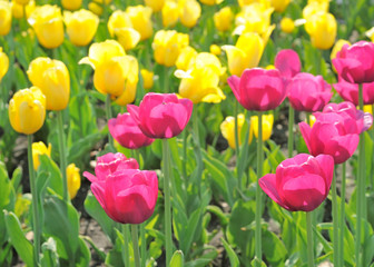 Fototapeta premium Field of beautiful tulips