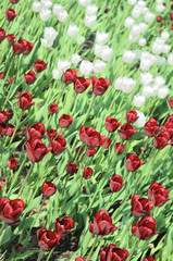 Field of  beautiful tulips