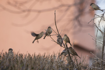  Sparrows perching on a branch.
