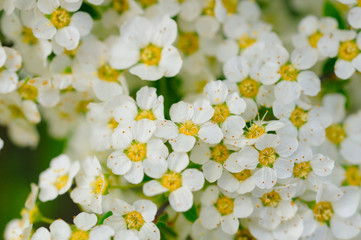 Abstract floral background