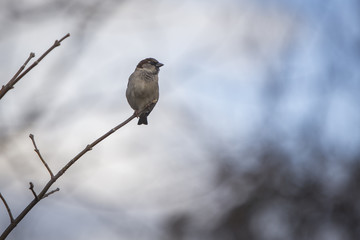  Sparrows perching on a branch.