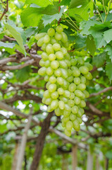 grape in garden