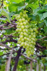 Grape in garden