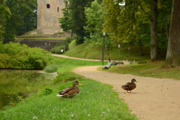 two ducks in park