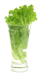 Fresh lettuce in a glass