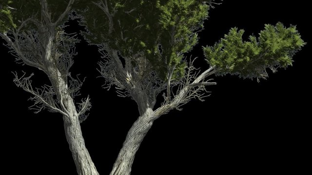 Monterey Cypress Doubled Trunk Coniferous Evergreen Tree is Swaying at The Wind Green Scale-Like Leaves Hesperocyparis Macrocarpa Tree in Windy Day