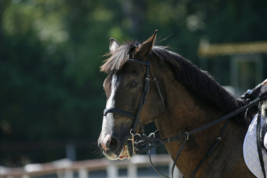 Purebred horse portrait during show jumping competition