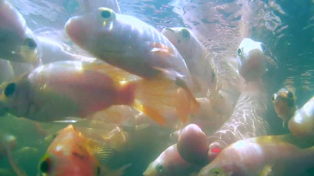 A large school of fish Mozambique tilapia (Oreochromis mossambicus) to clean the feet in the river, Hikkaduwa, Sri Lanka, South Asia
