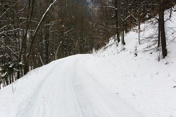 snowy path through the woods