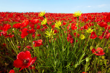 Obraz premium Mohnblumenfeld