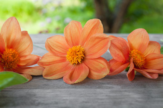 red-orange dakhlia on gray wooden table in the garden background at summer day