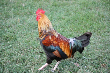 Rooster breed called Leghorn