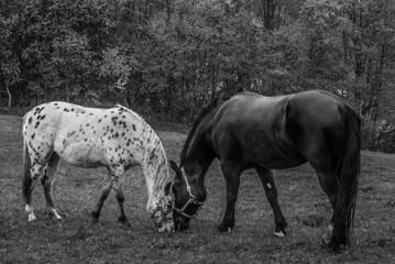 Konie na łące  © Adam Olszowski