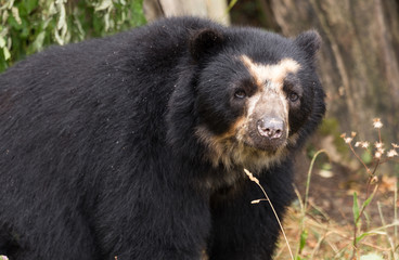 Fototapeta premium Black Bear