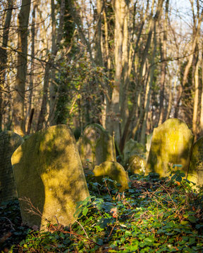 Old English Graveyard. Untended graves abandoned to nature in Abney Park, a cemetery in North London.