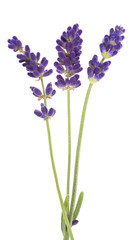 Obraz premium Lavender