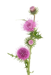 milk thistle