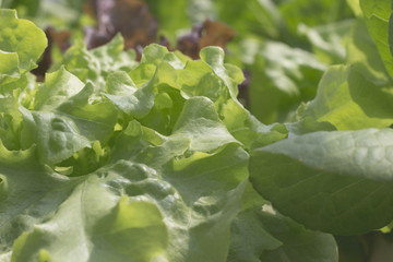 lettuce hydroponic crops