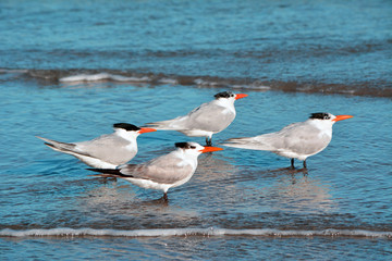 Four Royal Terns/Four Royal Tern birds standing together on the beach, facing the same direction