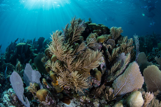 Healthy Caribbean Coral Reef