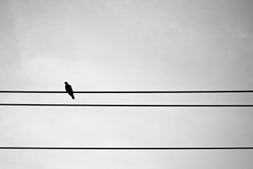 Silhouette pigeon on electric wire