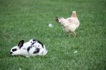 Dwarf rex rabbit Dalmatian black and white and a chicken in the background
