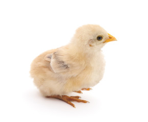 Baby chicken.