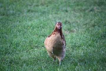 Chicken called Cream Legbar or Grünleger