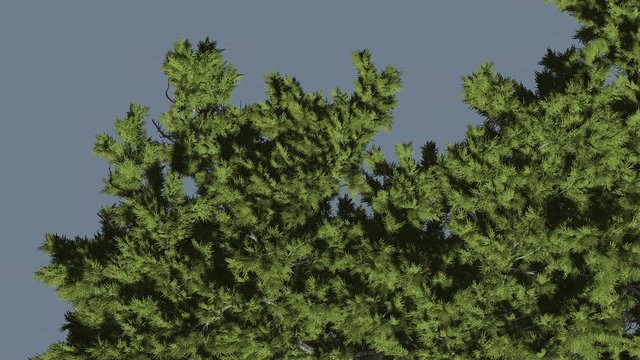 Monterey Cypress Crown Top Down Coniferous Evergreen Tree is Swaying at The Wind Green Scale-Like Leaves Hesperocyparis Macrocarpa Tree in Windy Day