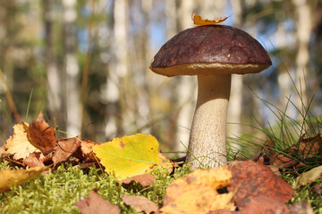 Гриб подберезовик в осеннем лесу