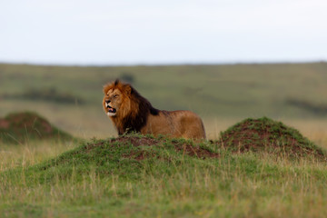 Big Lion Lipstick of Rekero Pride between some termite hills in Masai Mara, Kenya