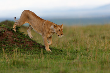 Female Lion of Rekero Pride walking down from a termite mound in Masai Mara, Kenya