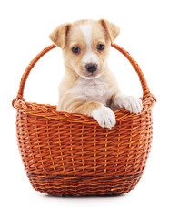 Puppy in a basket.