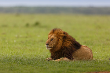 Lion Notch II in Masai Mara, Kenya