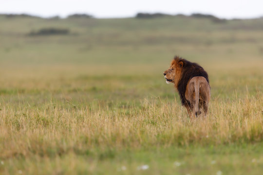 Big Lion Lipstick searching his Rekero Pride in Masai Mara, Kenya