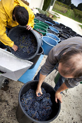 Harvesters in a winery