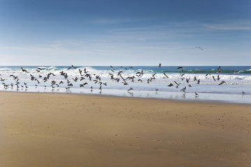 Fototapeta na wymiar Birds on the beach