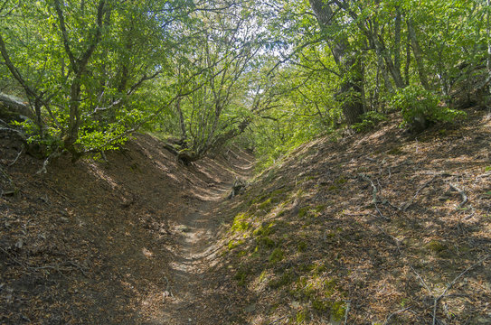 Fototapeta Small ravine in the Crimean mountains.