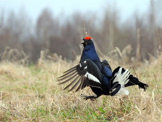 Courtship display of male Black grouse